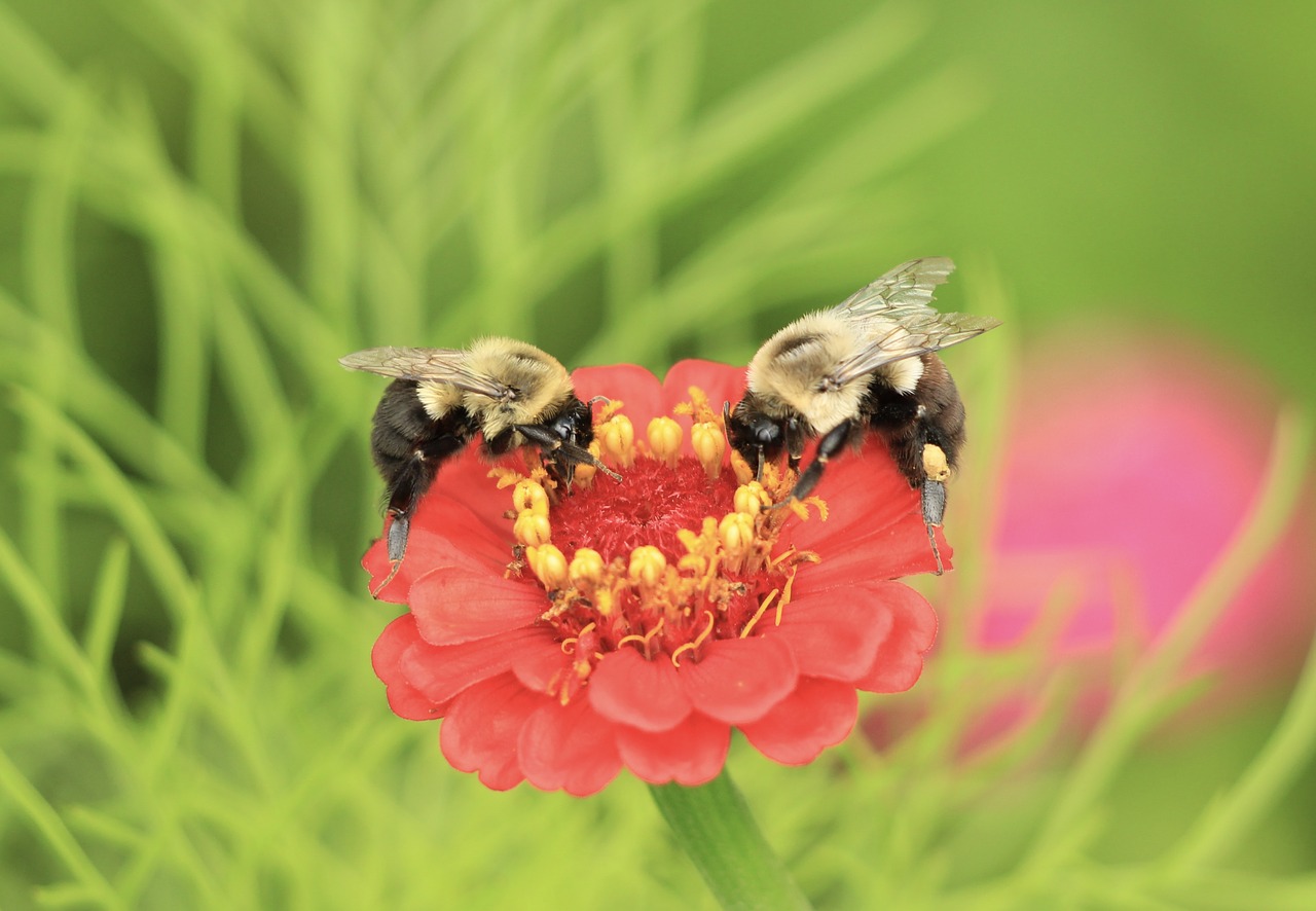 bees  flower  nature free photo