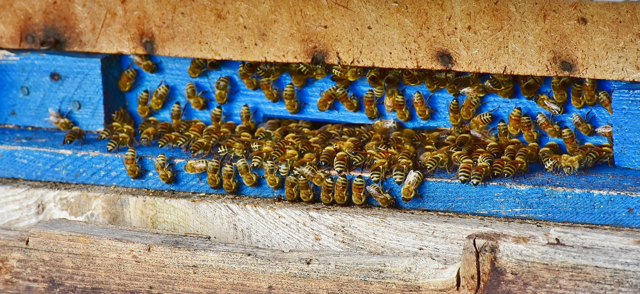 bees  beehive  honey free photo