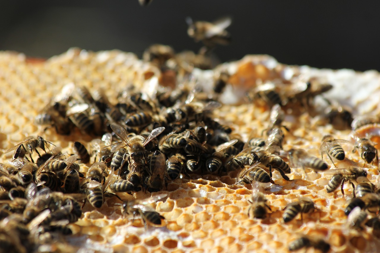 bees  honeycomb  beekeeping free photo