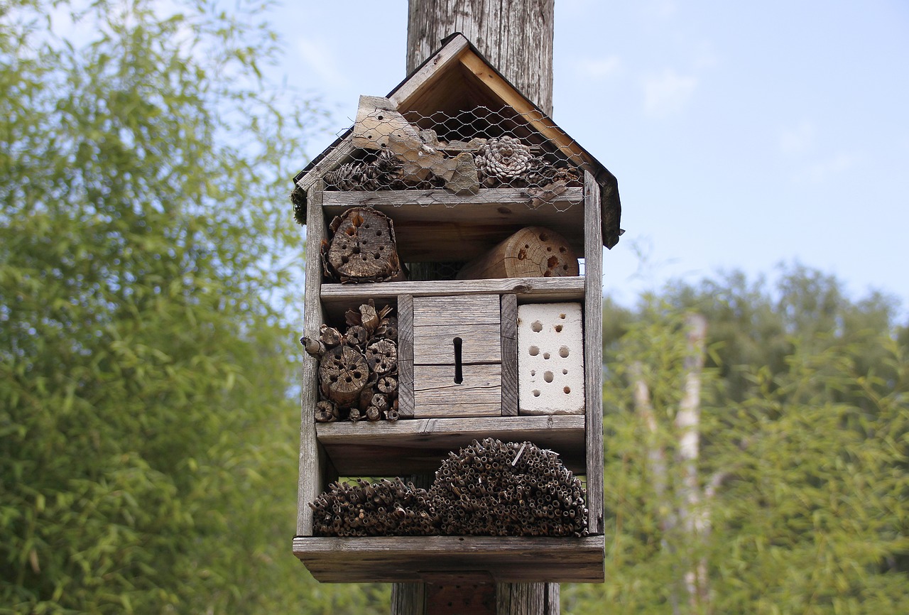 bees  house  nature free photo