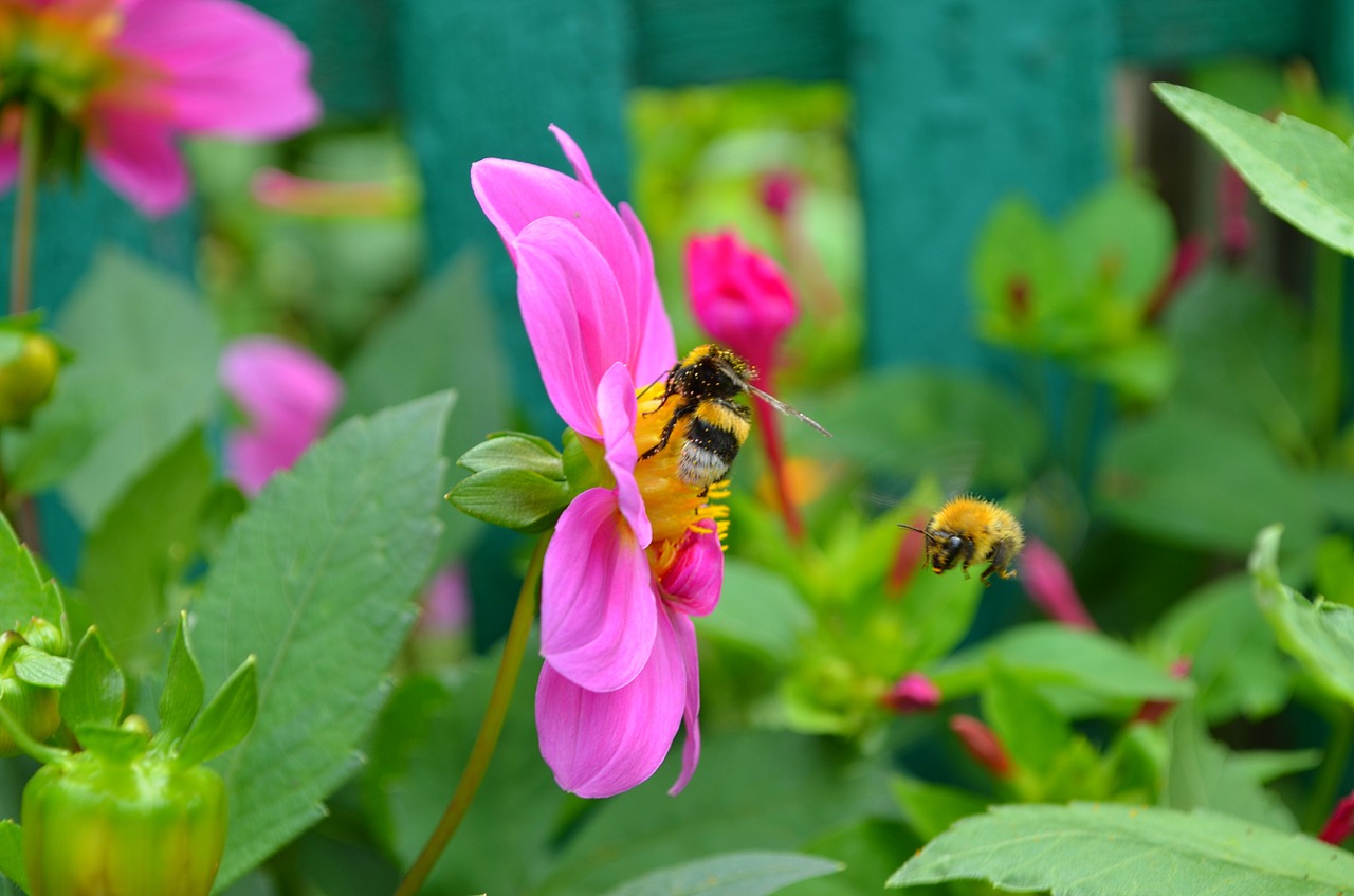 bees  bumblebees  insect free photo