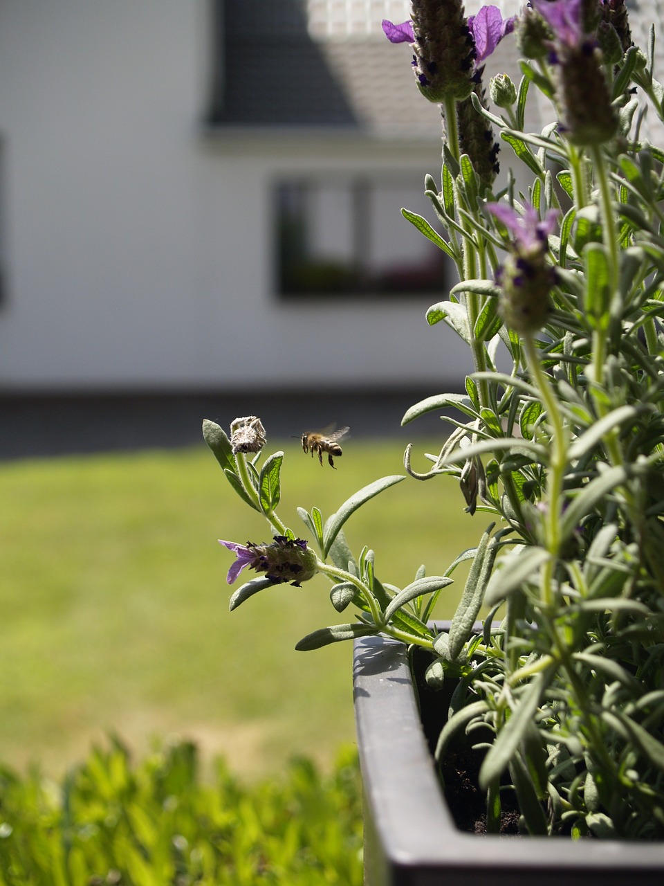 bees  in flight  insect free photo