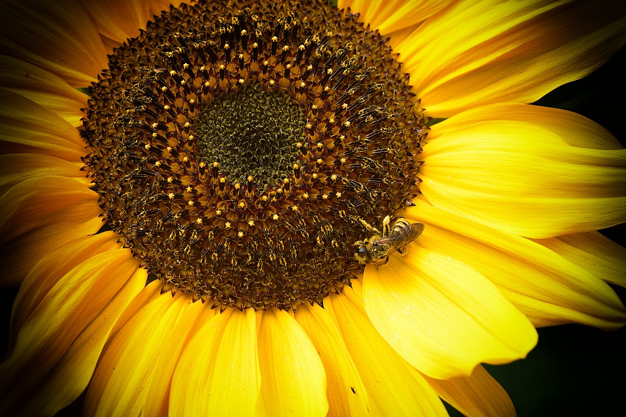 bees  sunflower  yellow free photo