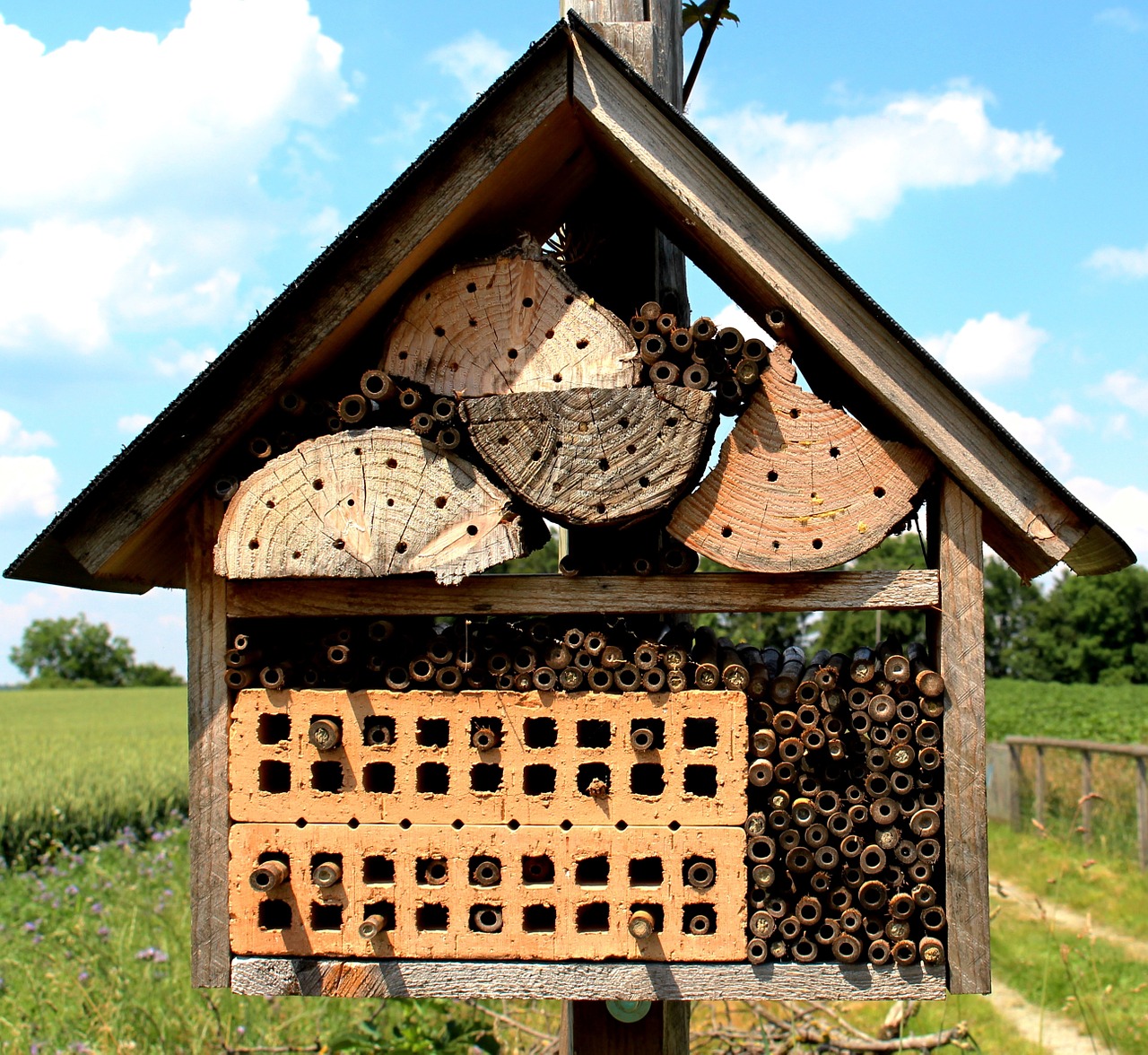 bees wild bees bee house free photo