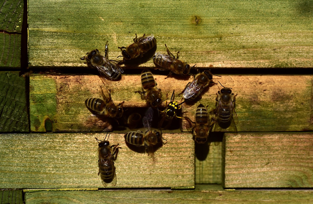 bees  beehive  wasp free photo
