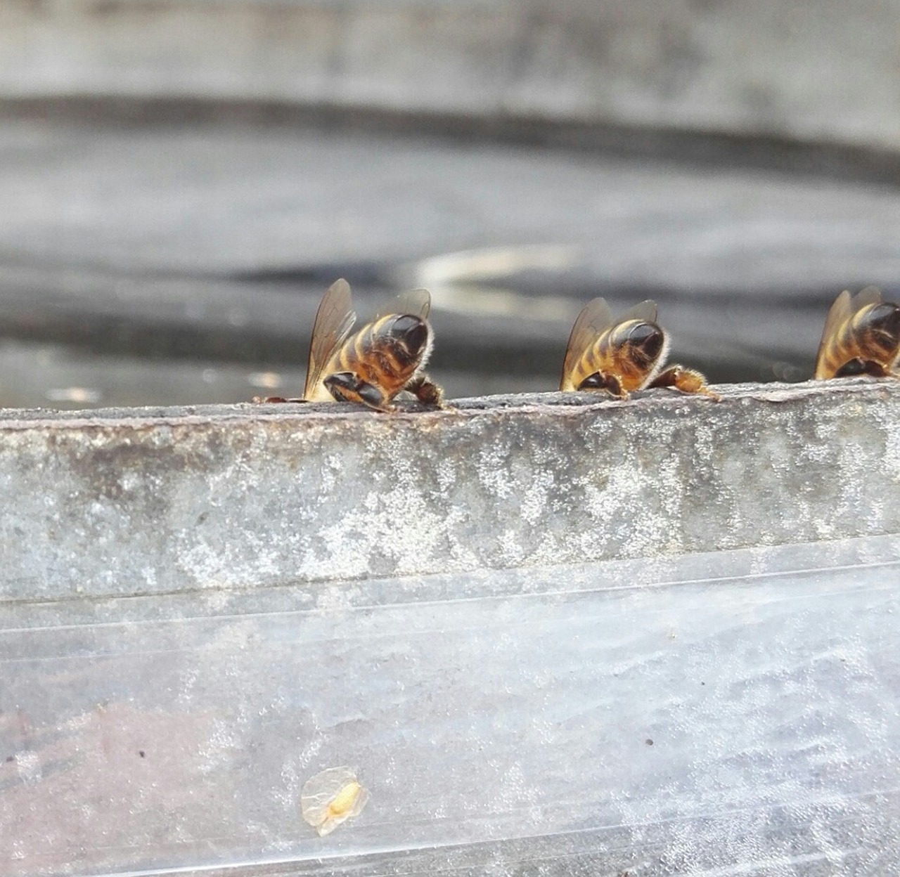 bees  drink  insects free photo