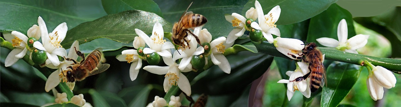 bees  insects  kumquat free photo