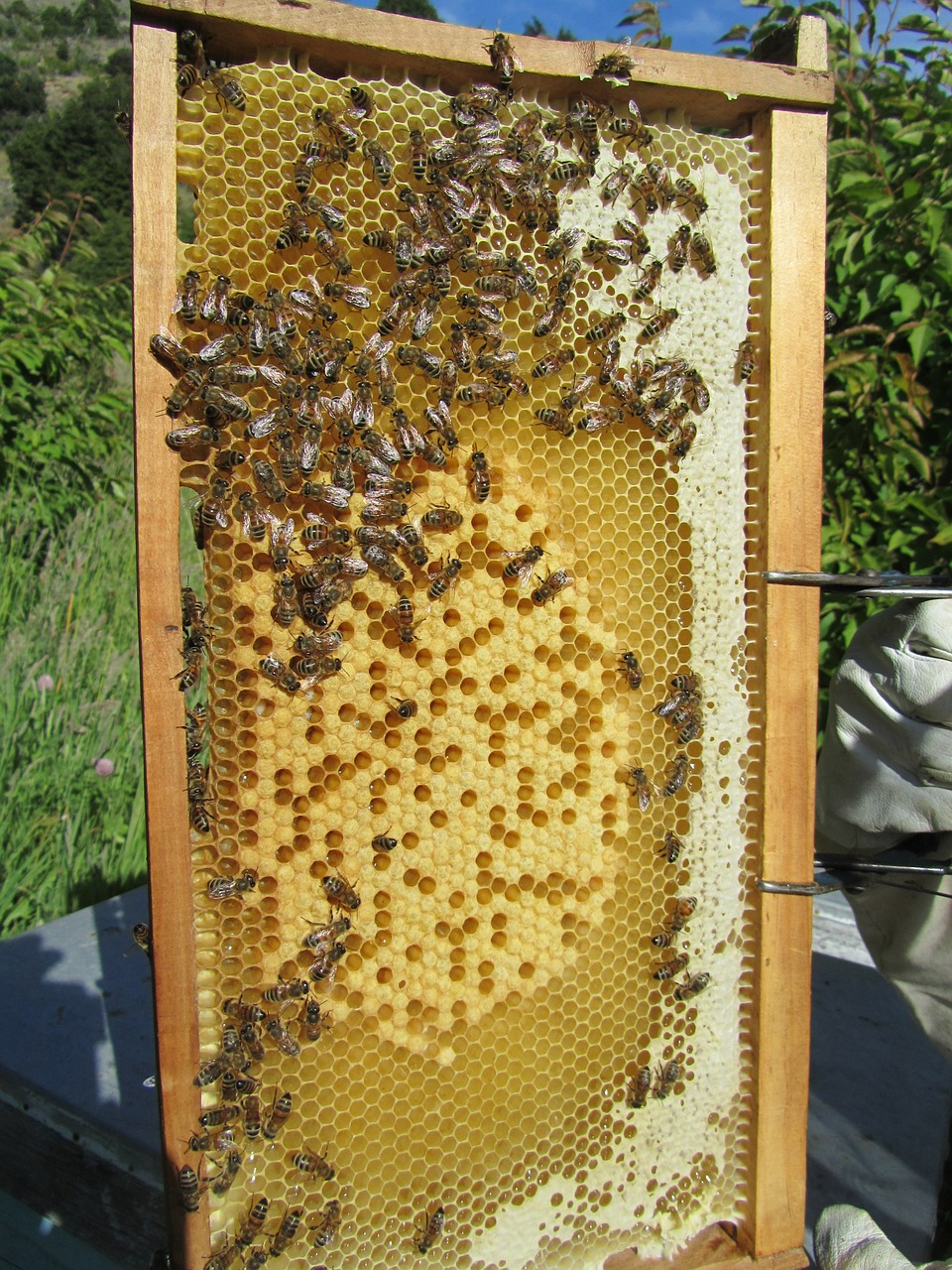 bees beehive honey free photo