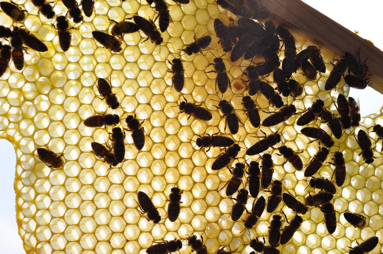 bees  honeycomb  honey free photo