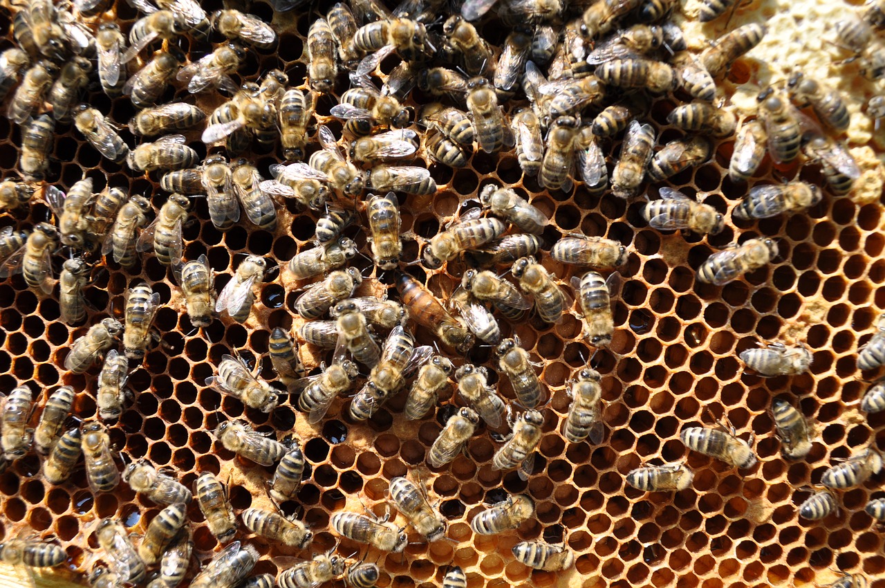 bees  honeycomb  bee-keeping free photo