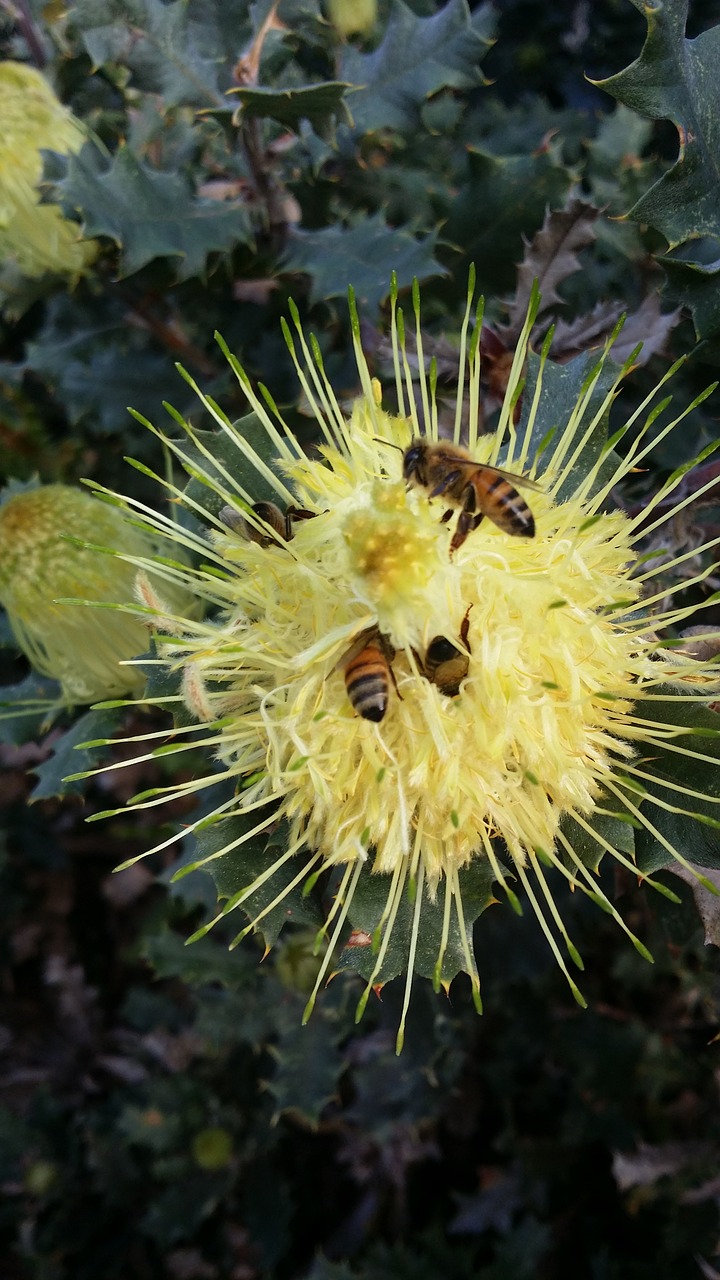 bees  flower  yellow free photo