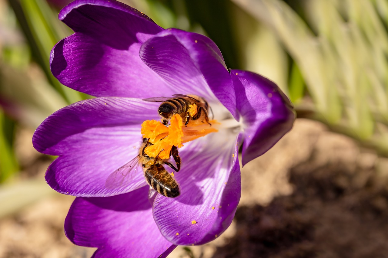 bees  crocus  honey bees free photo