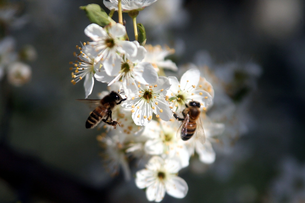 bees  foraging  nature free photo