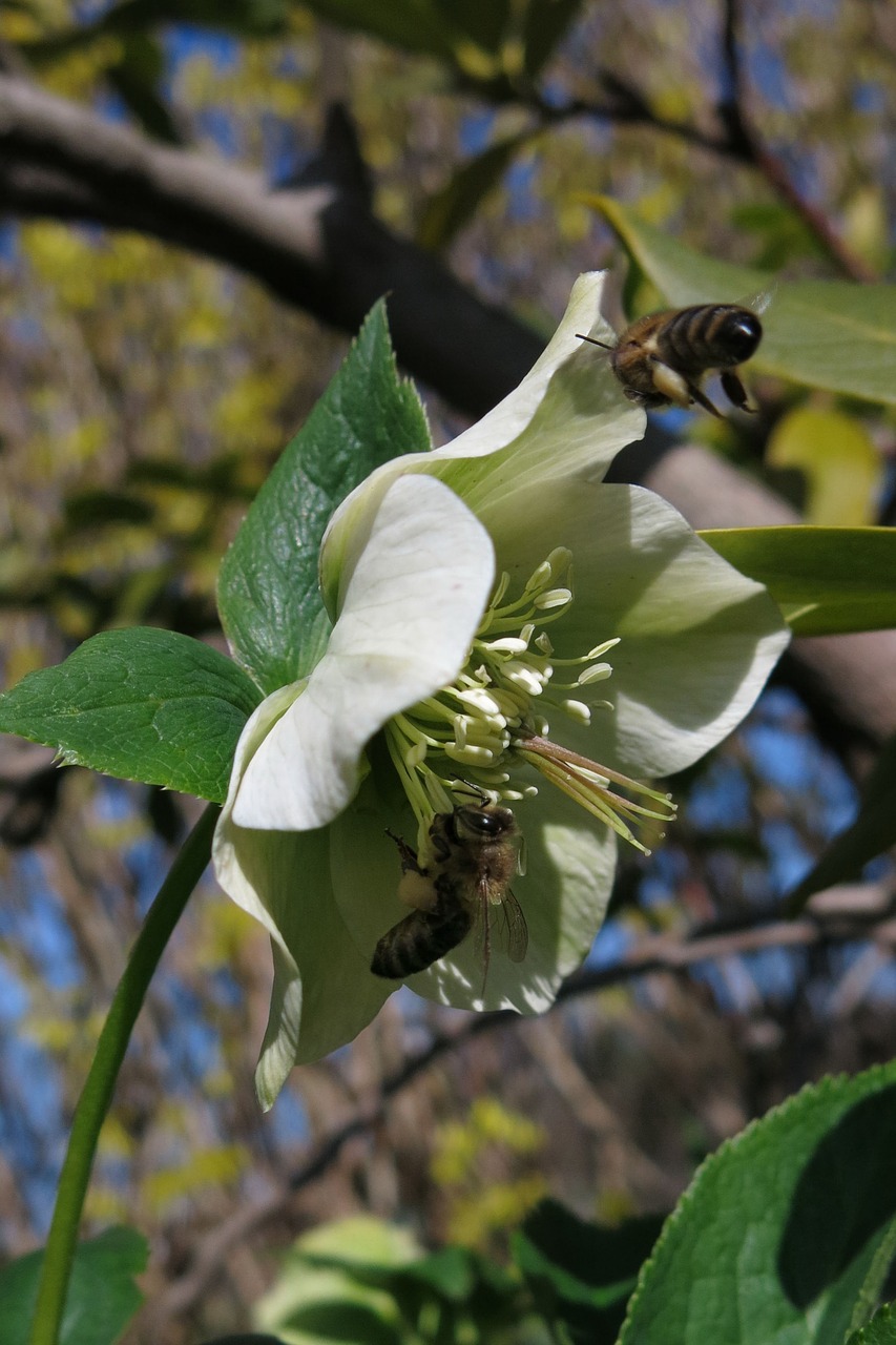 bees  christmas rose  food free photo