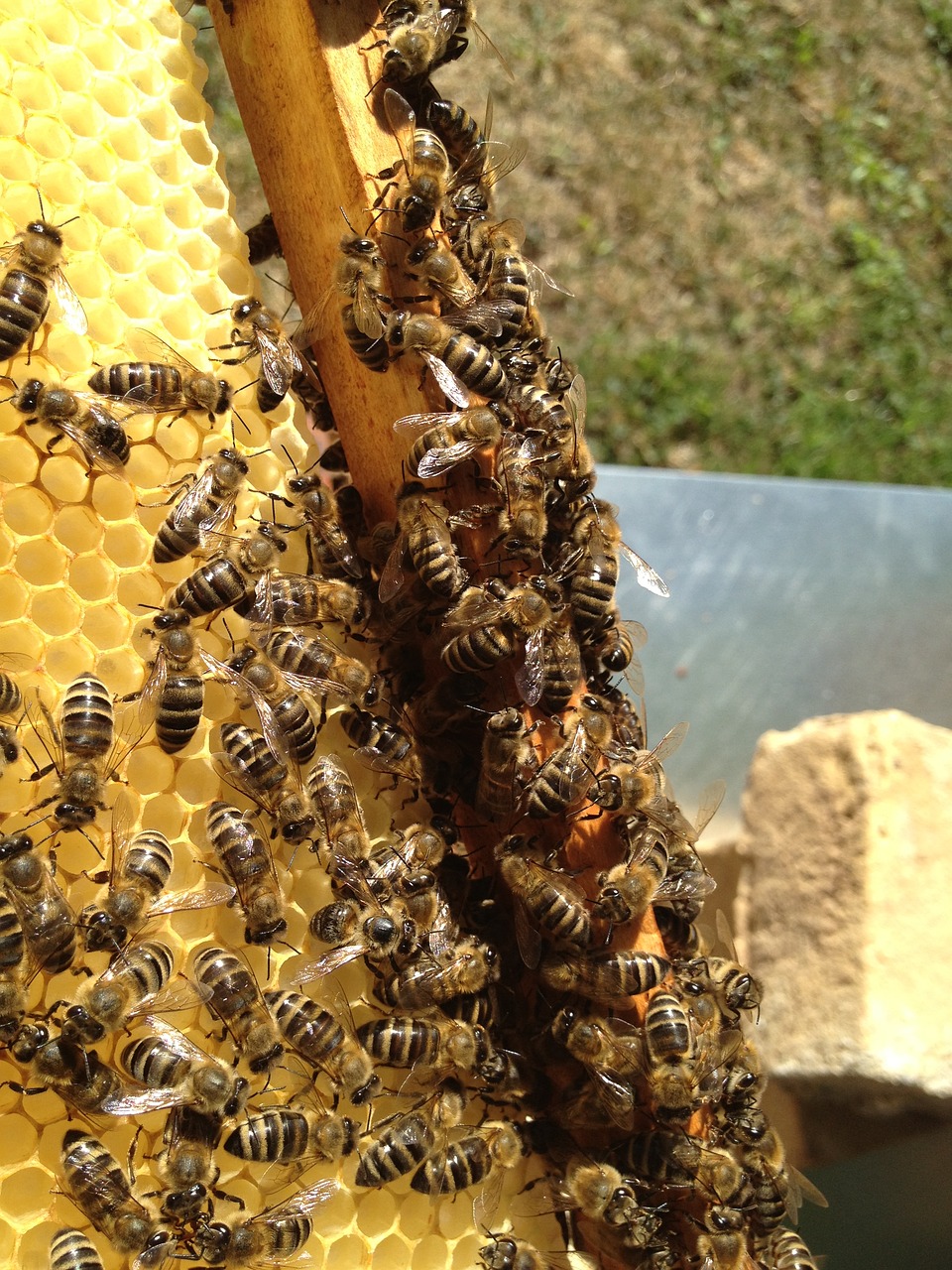 bees  beekeeping  blossom free photo