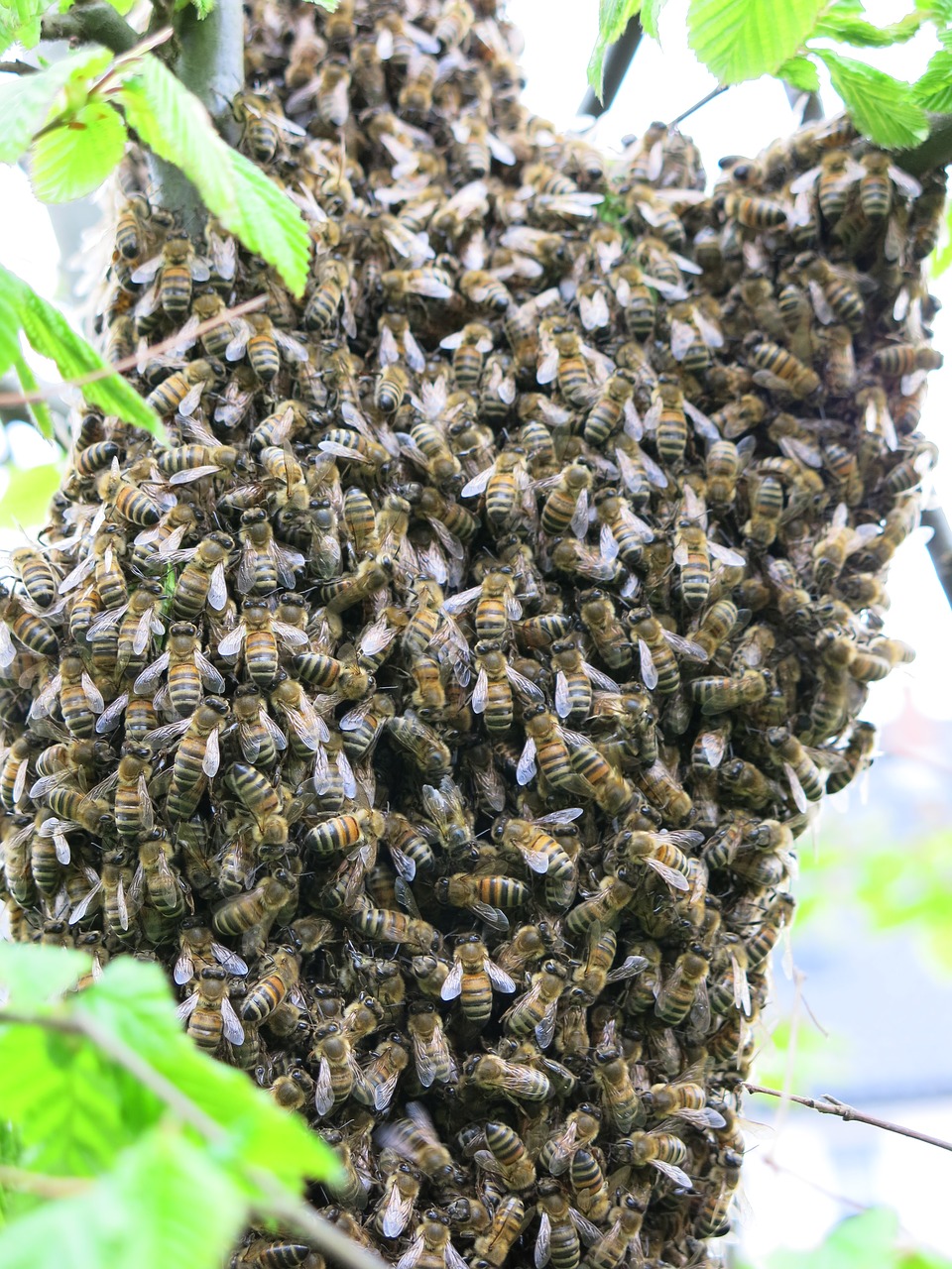 bees  swarm  summer free photo