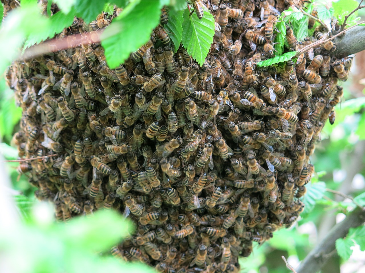bees  swarm  summer free photo