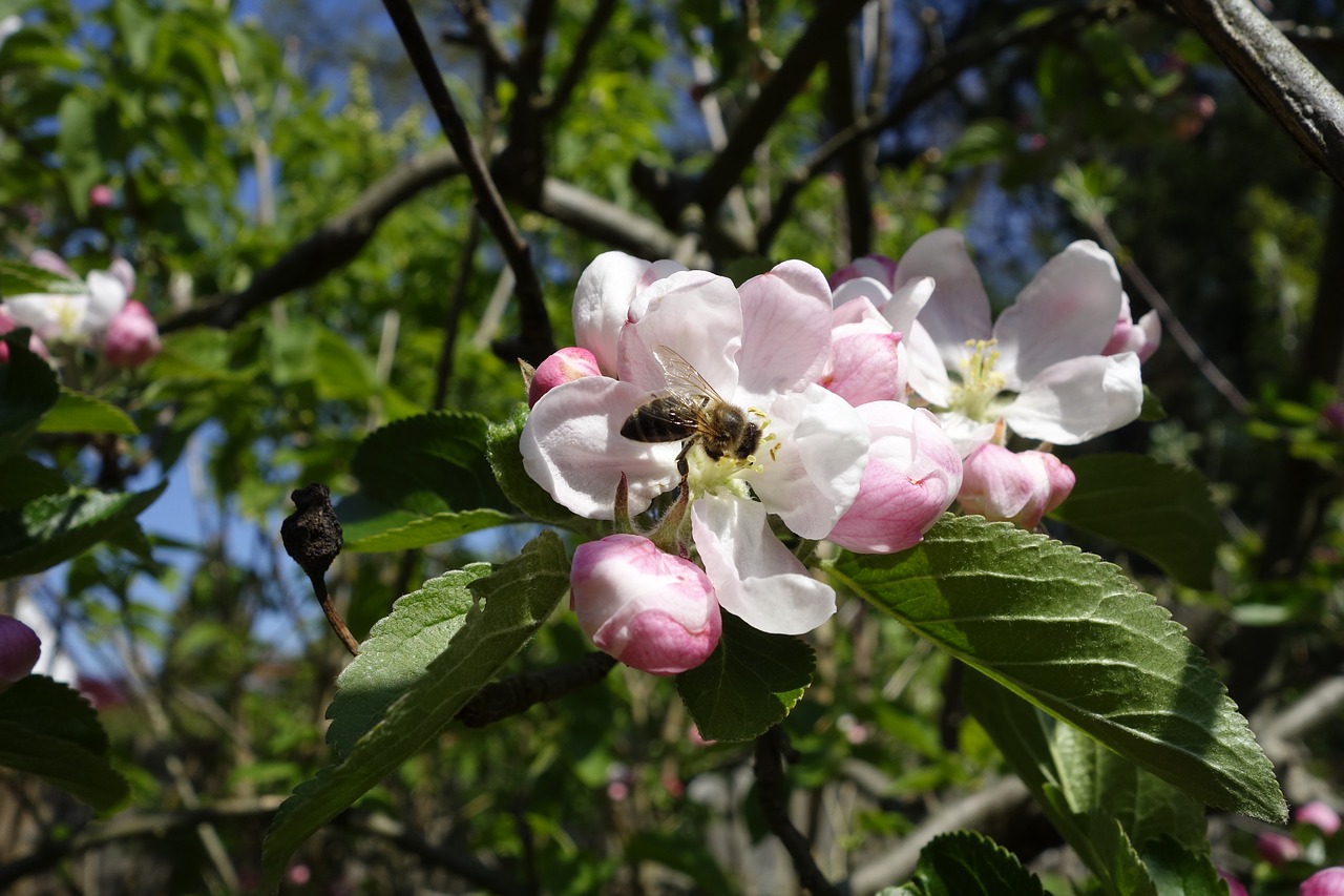 bees  apple  nectar free photo