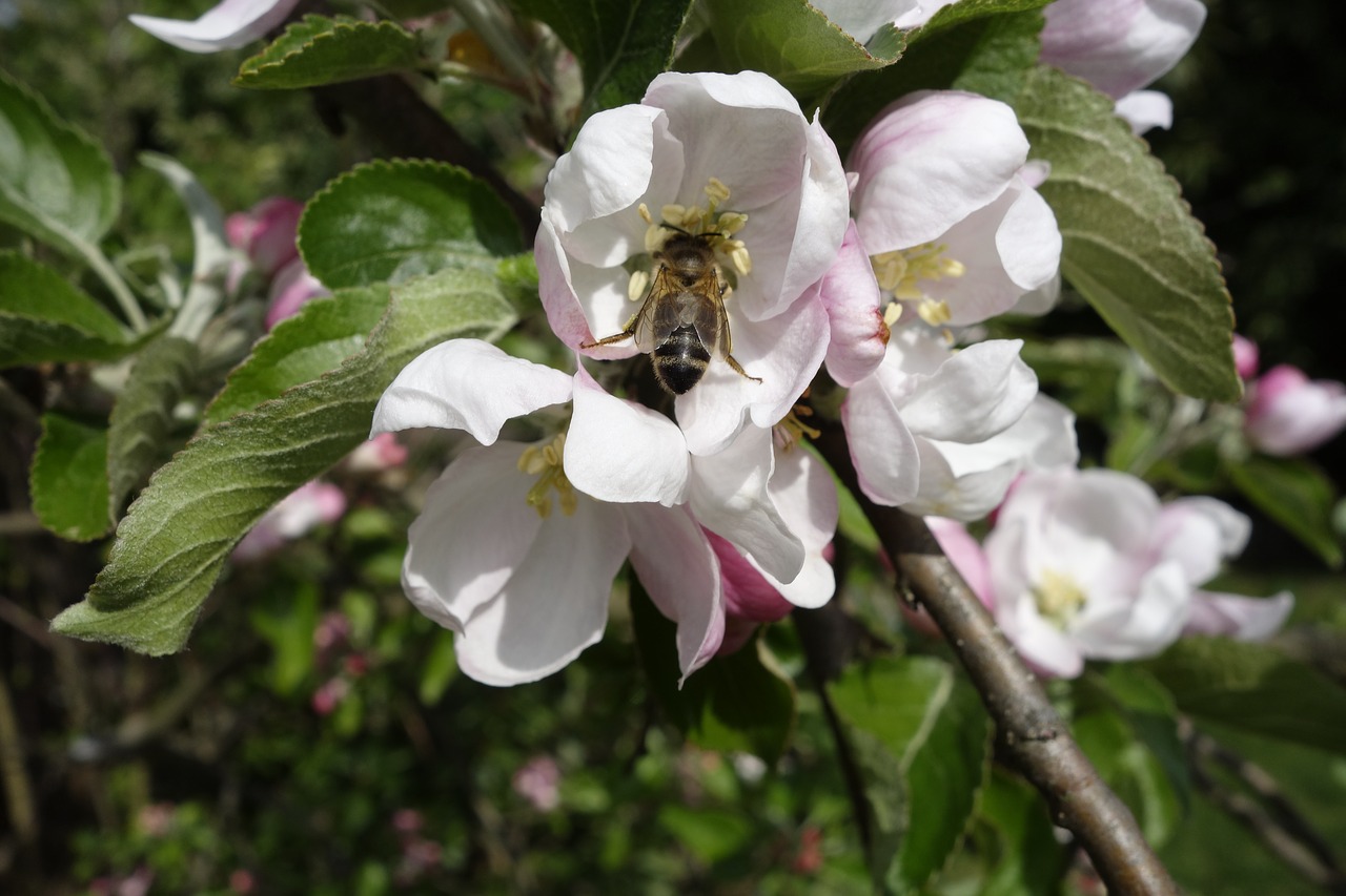 bees  apple blossom  blossom free photo