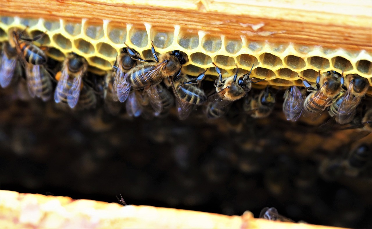 bees  hive  honey free photo