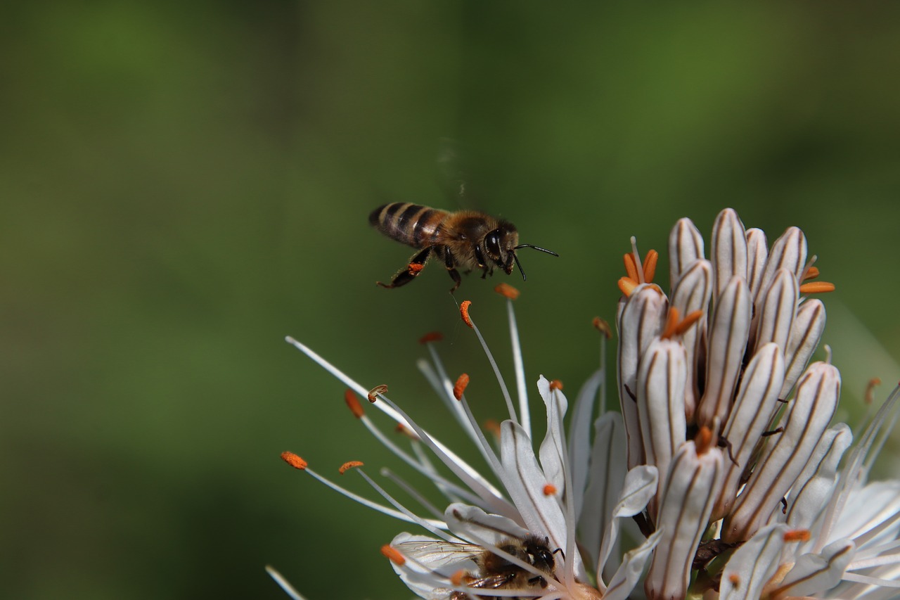 bees  insects  light free photo