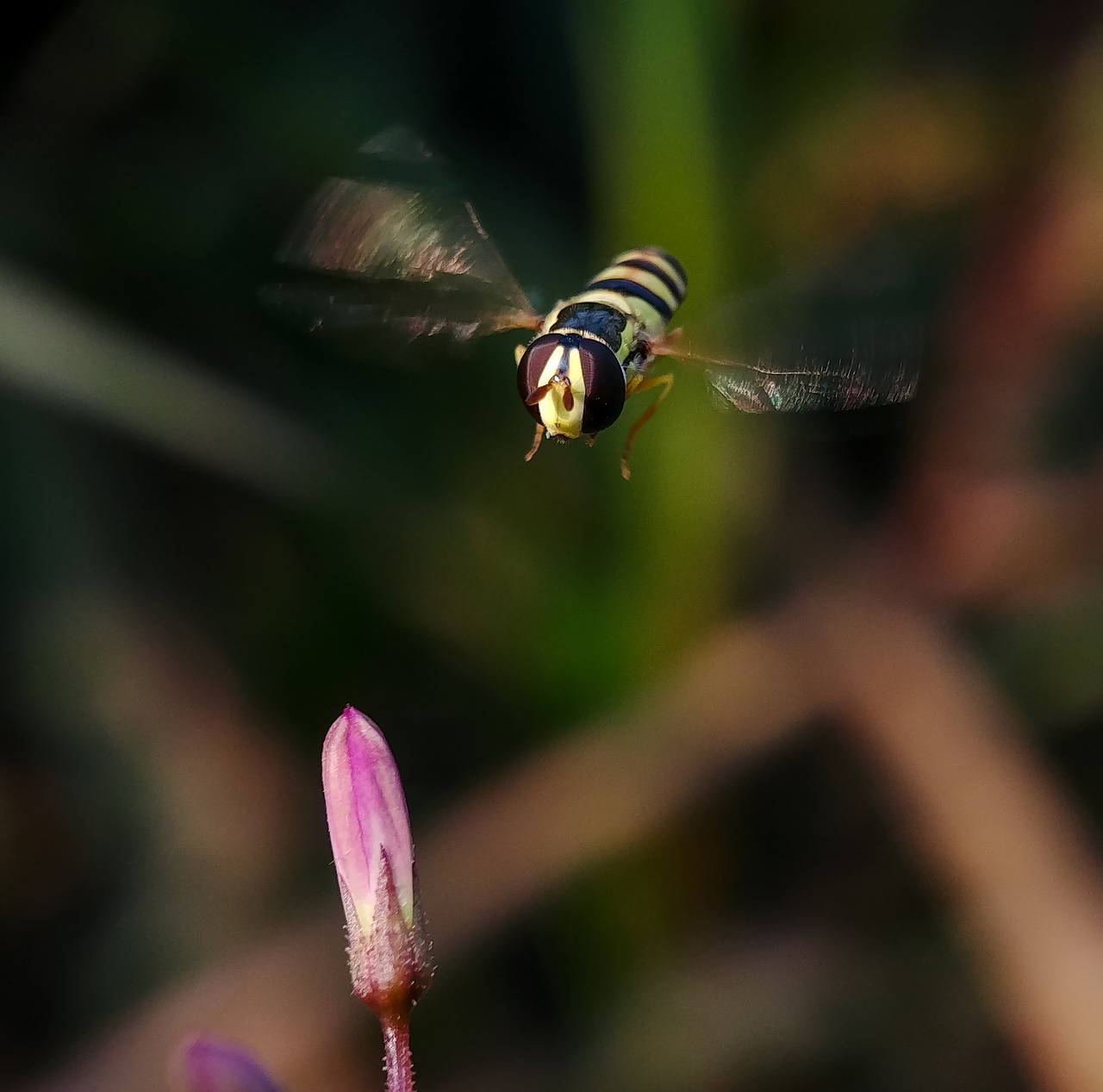 bees  flower  insects free photo