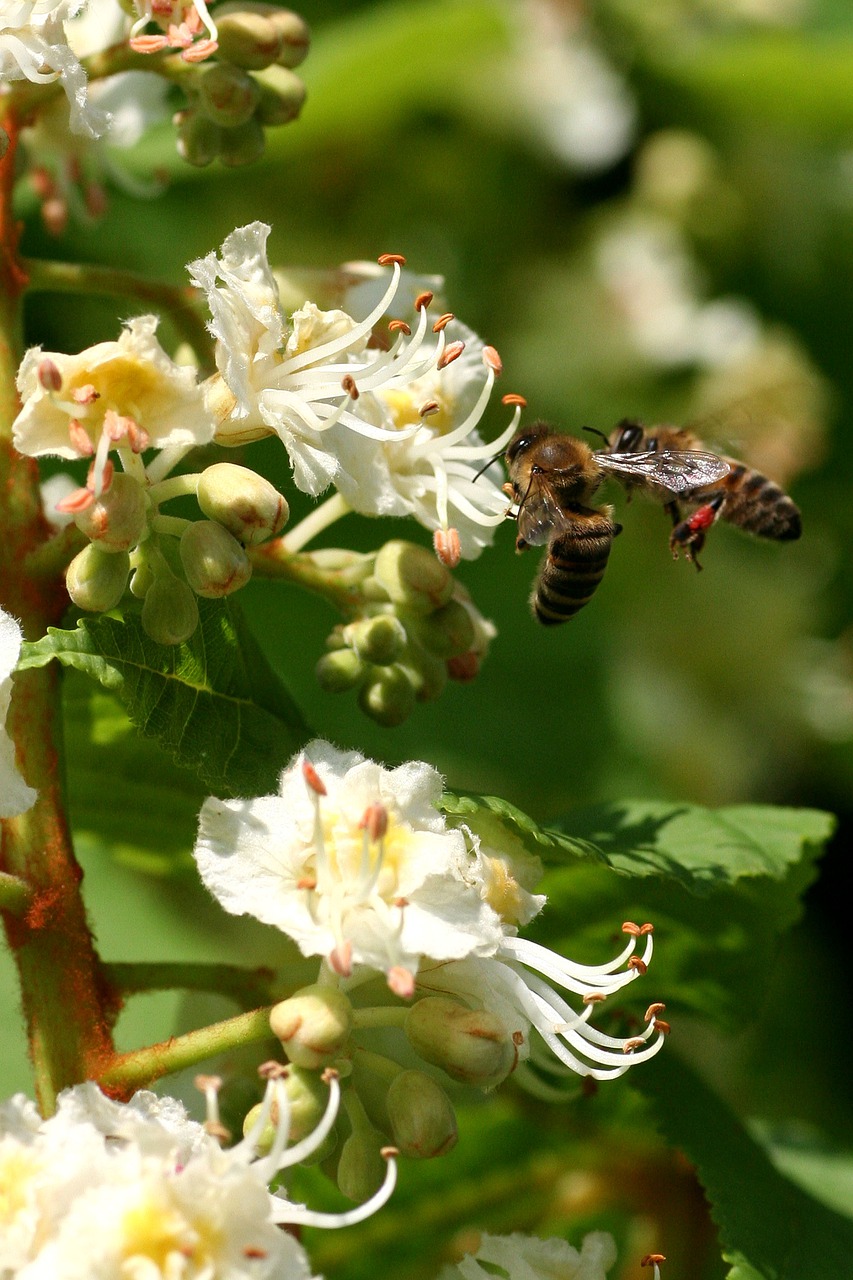 bees  flower  horse chestnut free photo