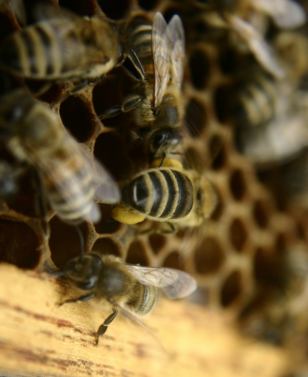bees beekeeping honey bees free photo