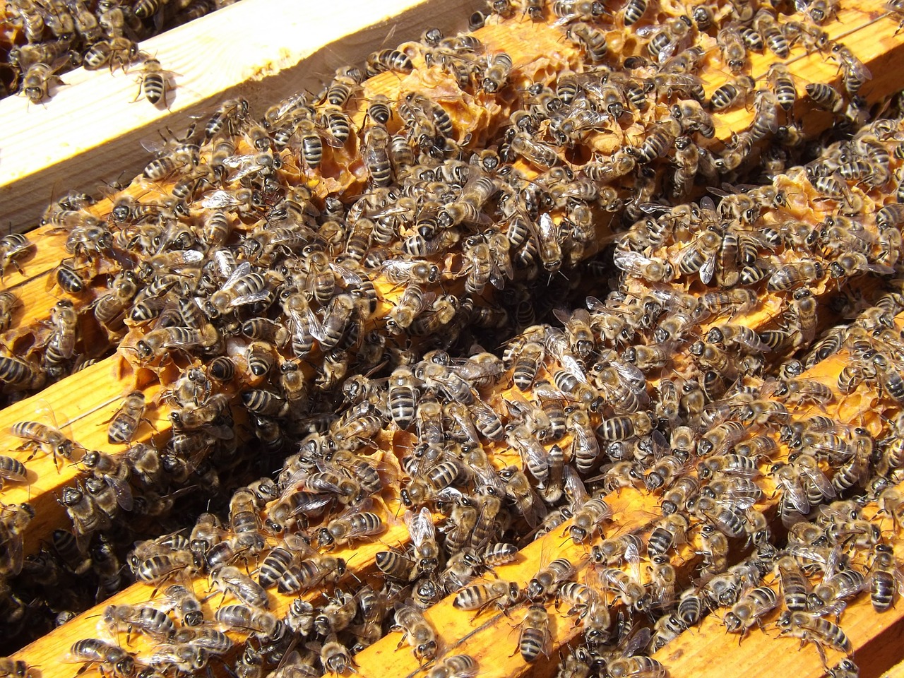 bees beehive beekeeping free photo