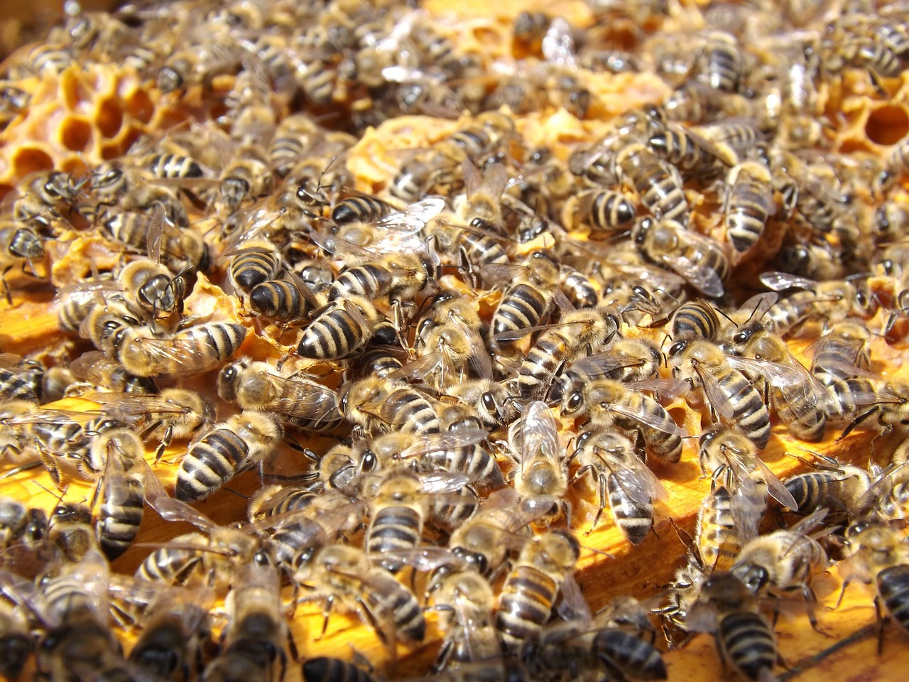 bees beehive beekeeping free photo