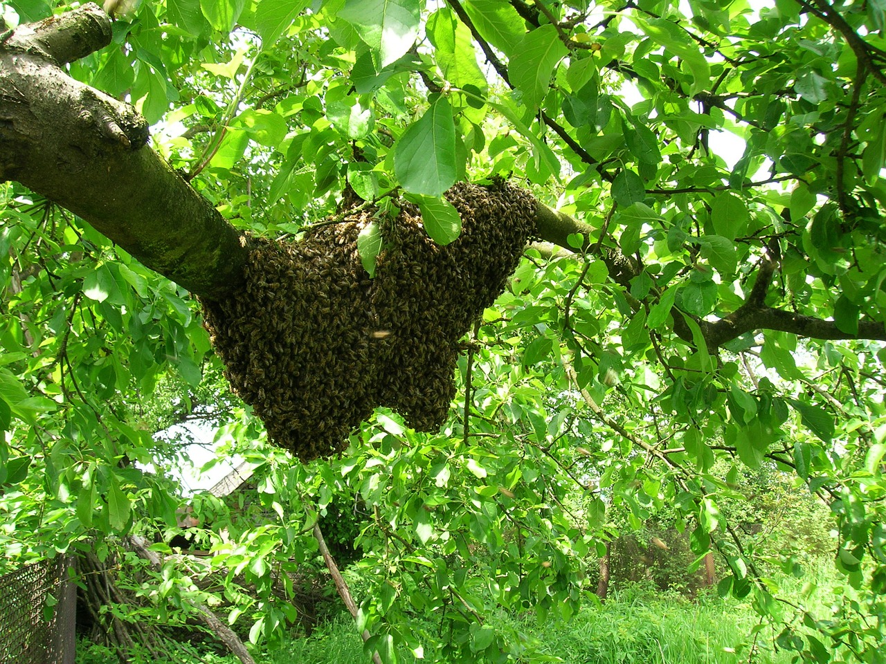 bees swarm apiary free photo