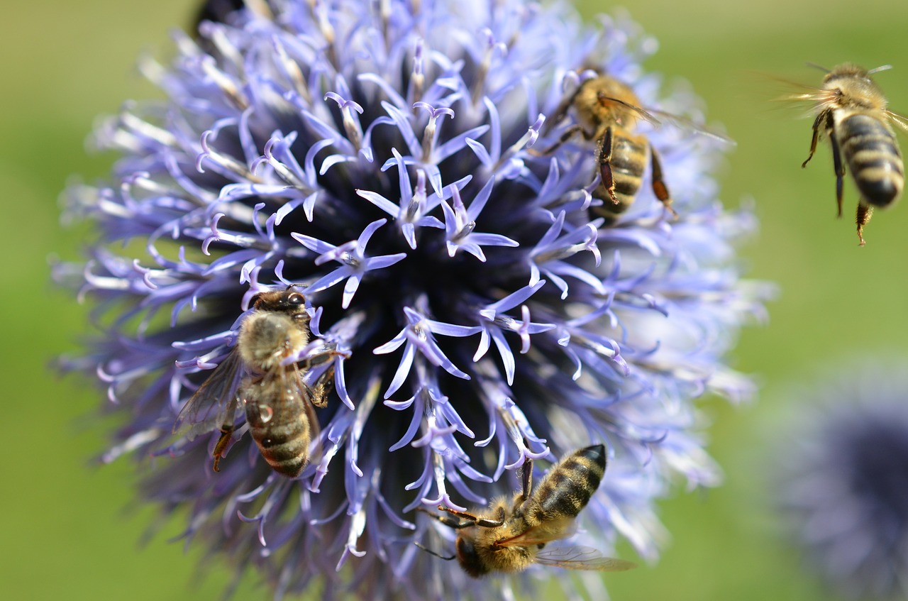 bees blossom bloom free photo