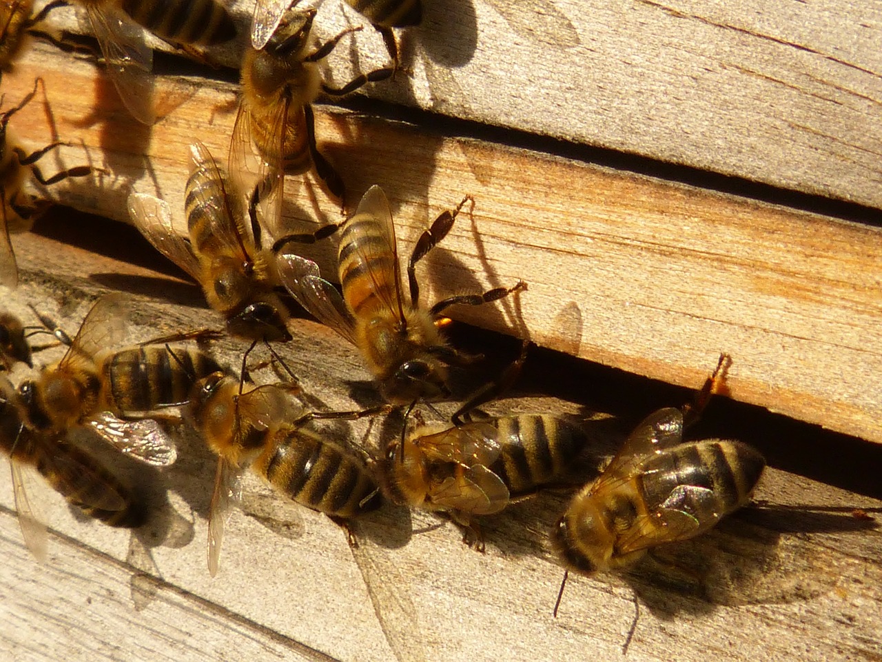 bees honey bees apis mellifera free photo