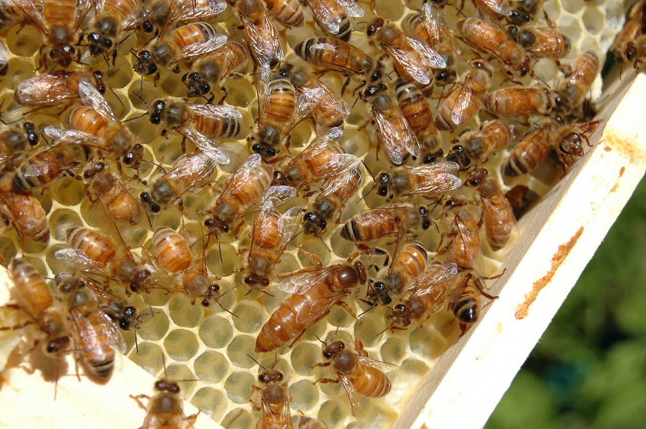 bees queen bee honey free photo