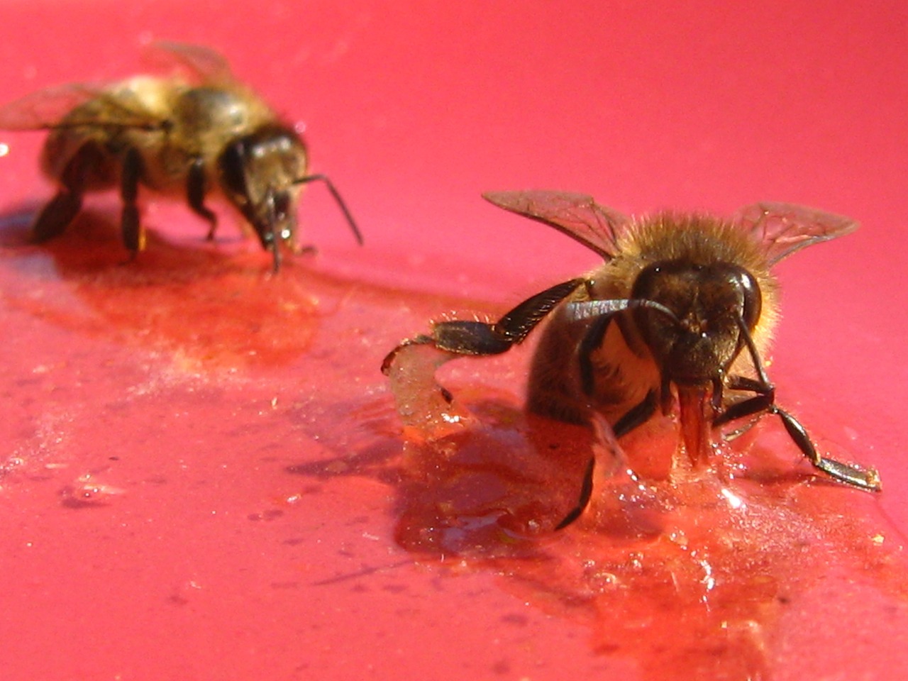 bees honey apis mellifera free photo