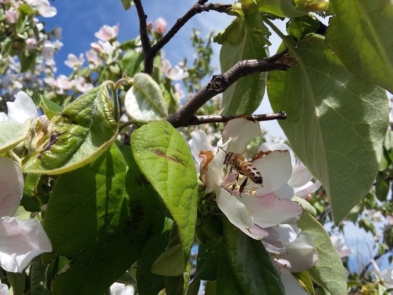 bees flowers nature free photo