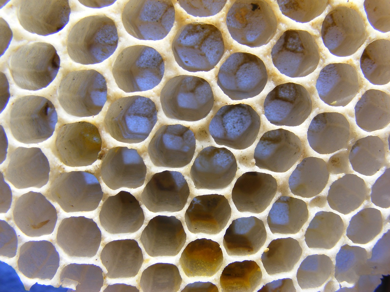 bees diaper honey free photo