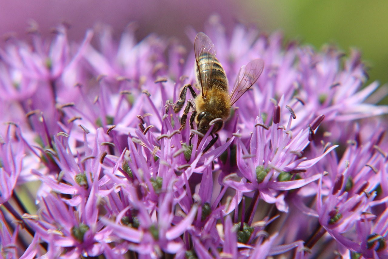 bees plant flowers free photo