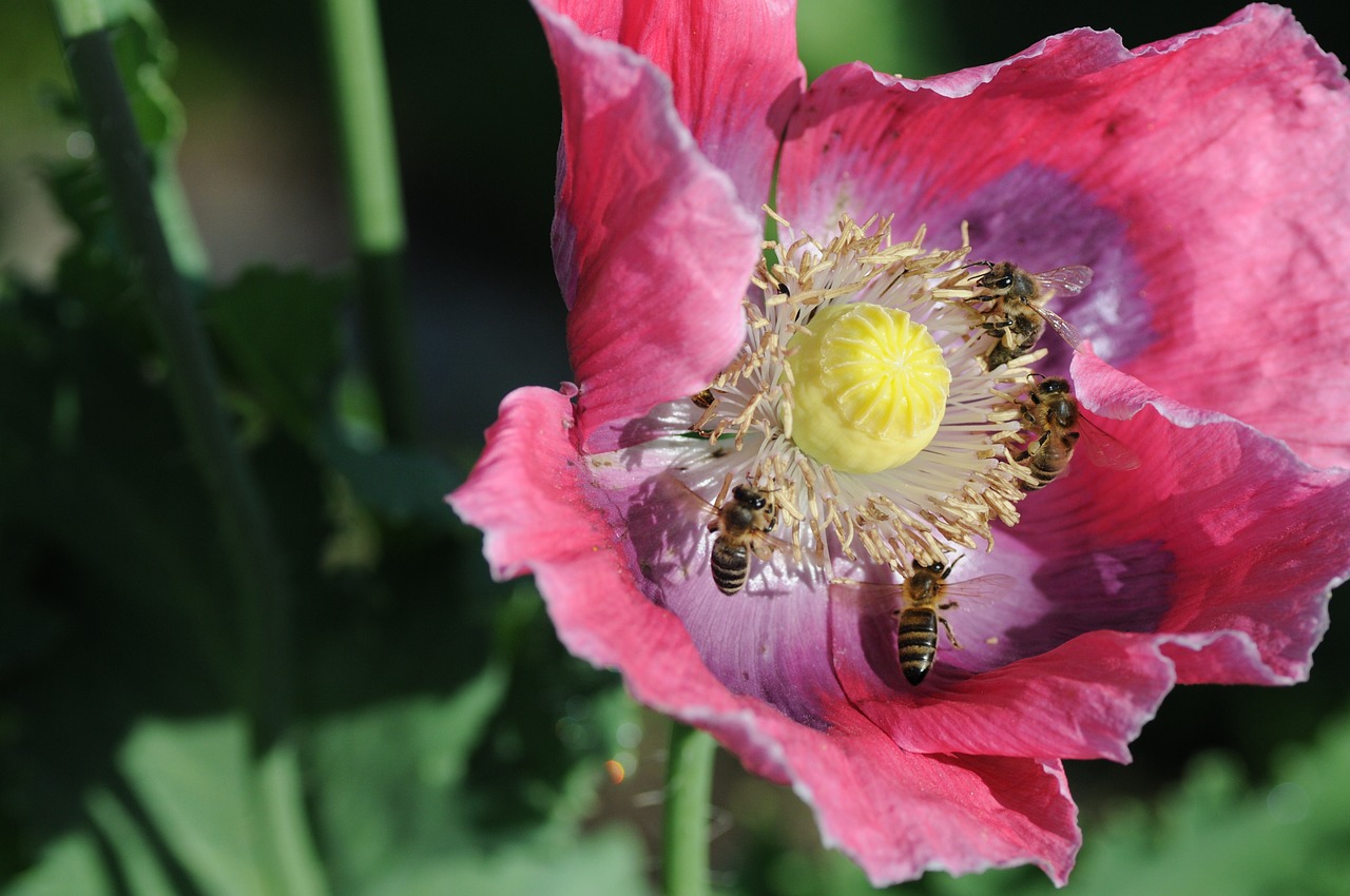bees poppy collect pollen free photo