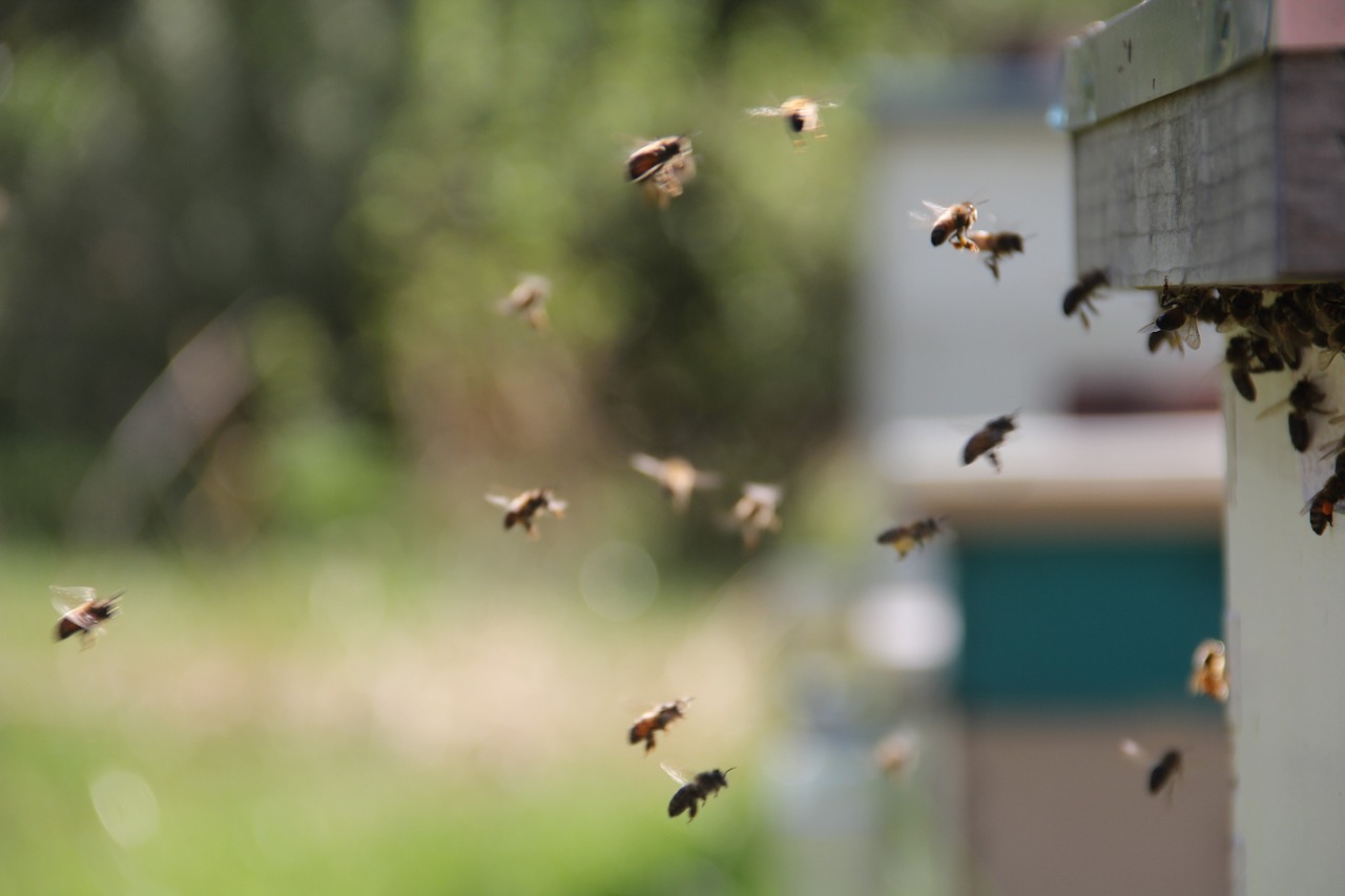 bees honey bees flight ins free photo