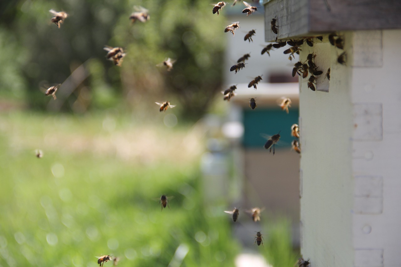 bees honey insect free photo