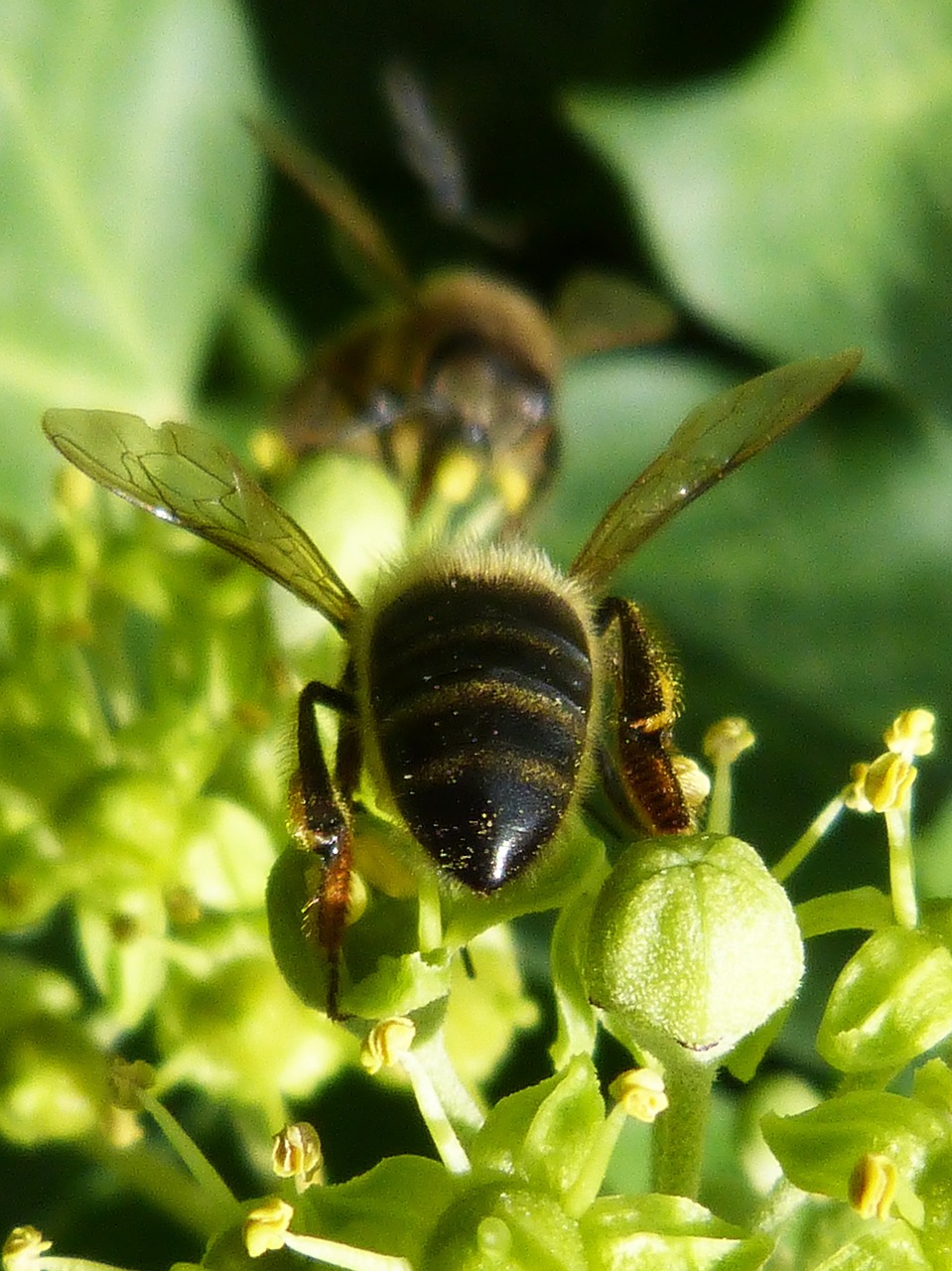 bees sucking insects free photo