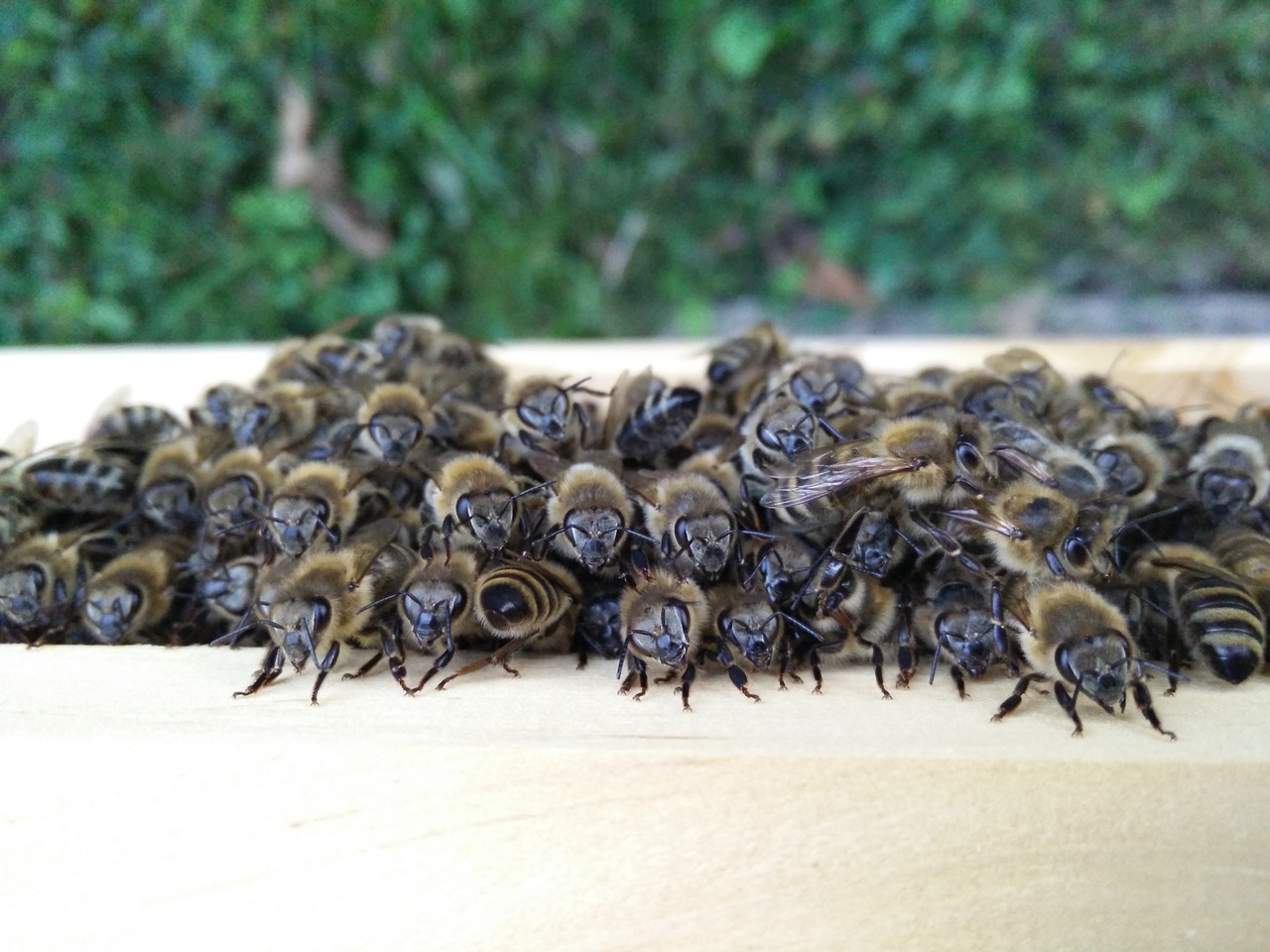 bees beekeeper honey bees free photo