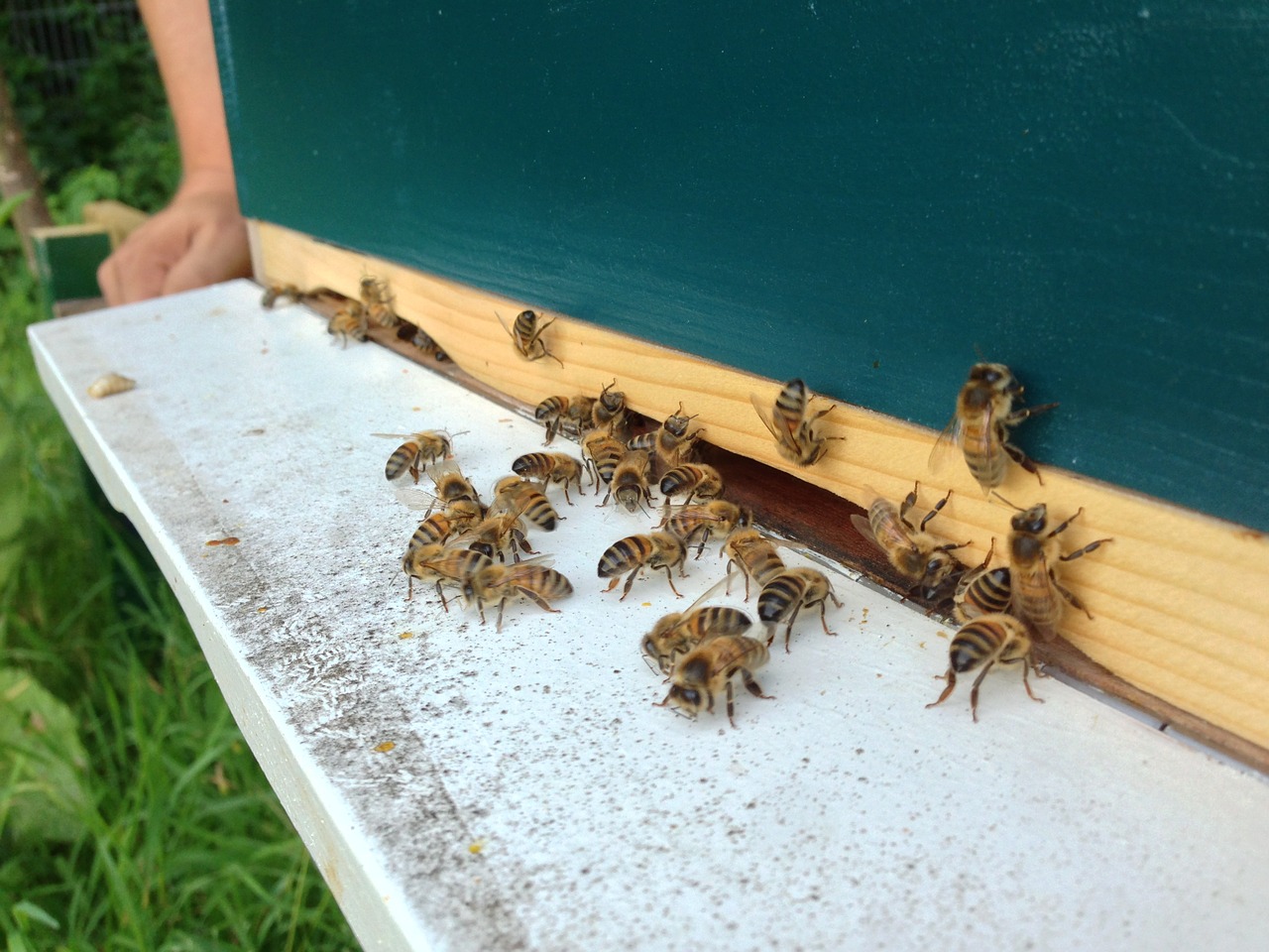 bees hive fly shelf free photo