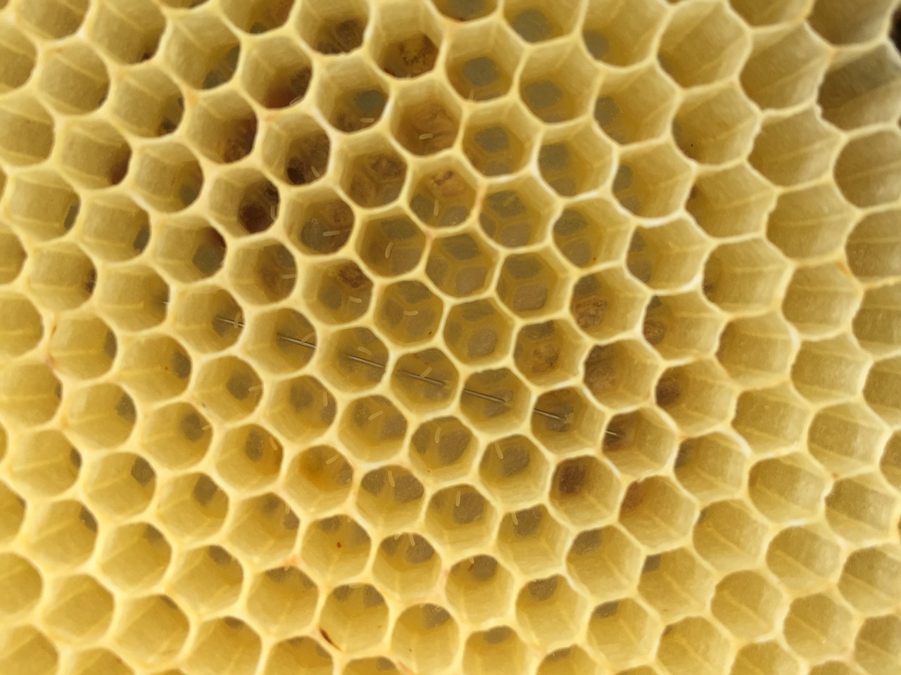 bees eggs honeycomb free photo