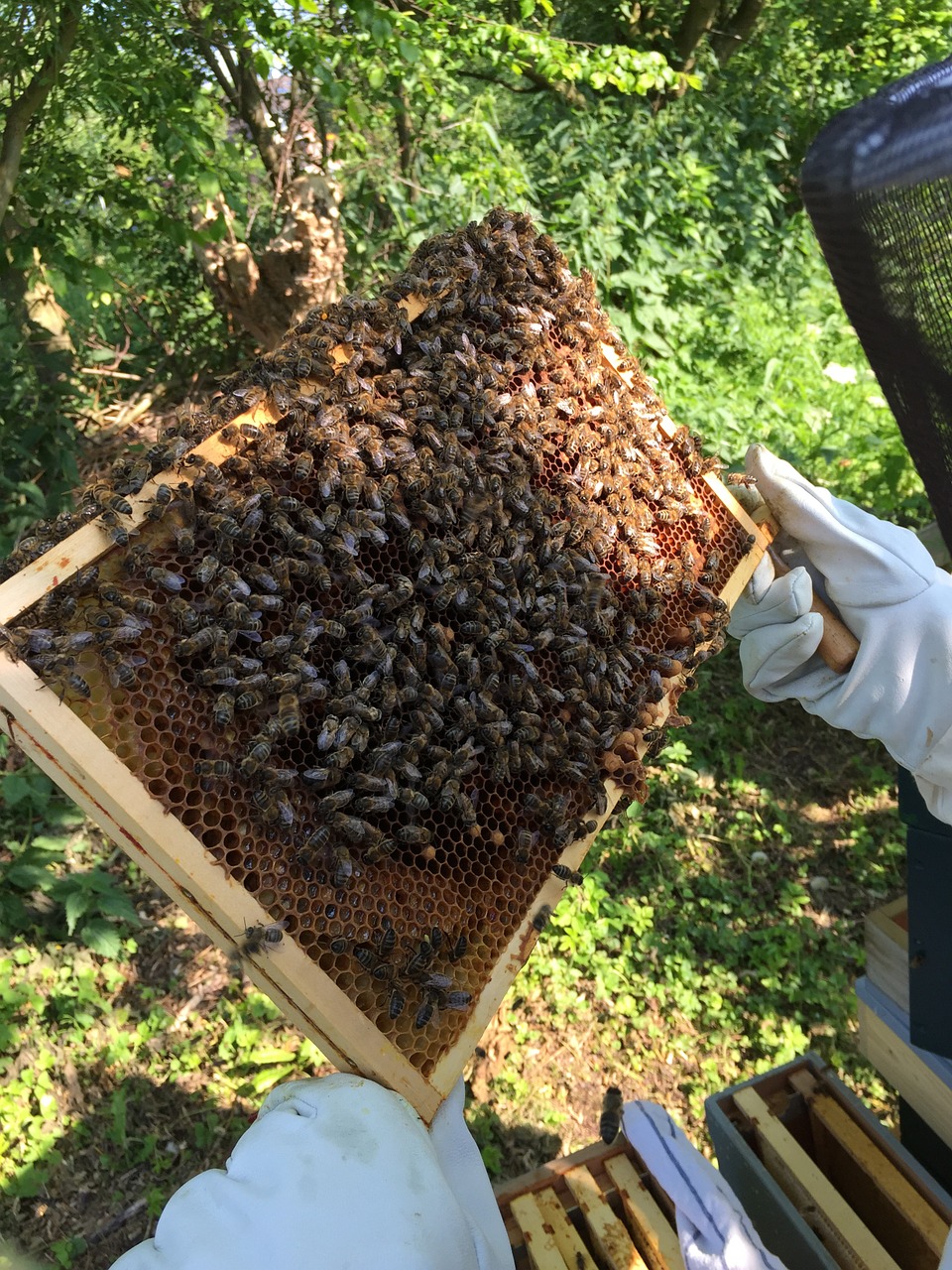 bees beekeeper honeycomb free photo