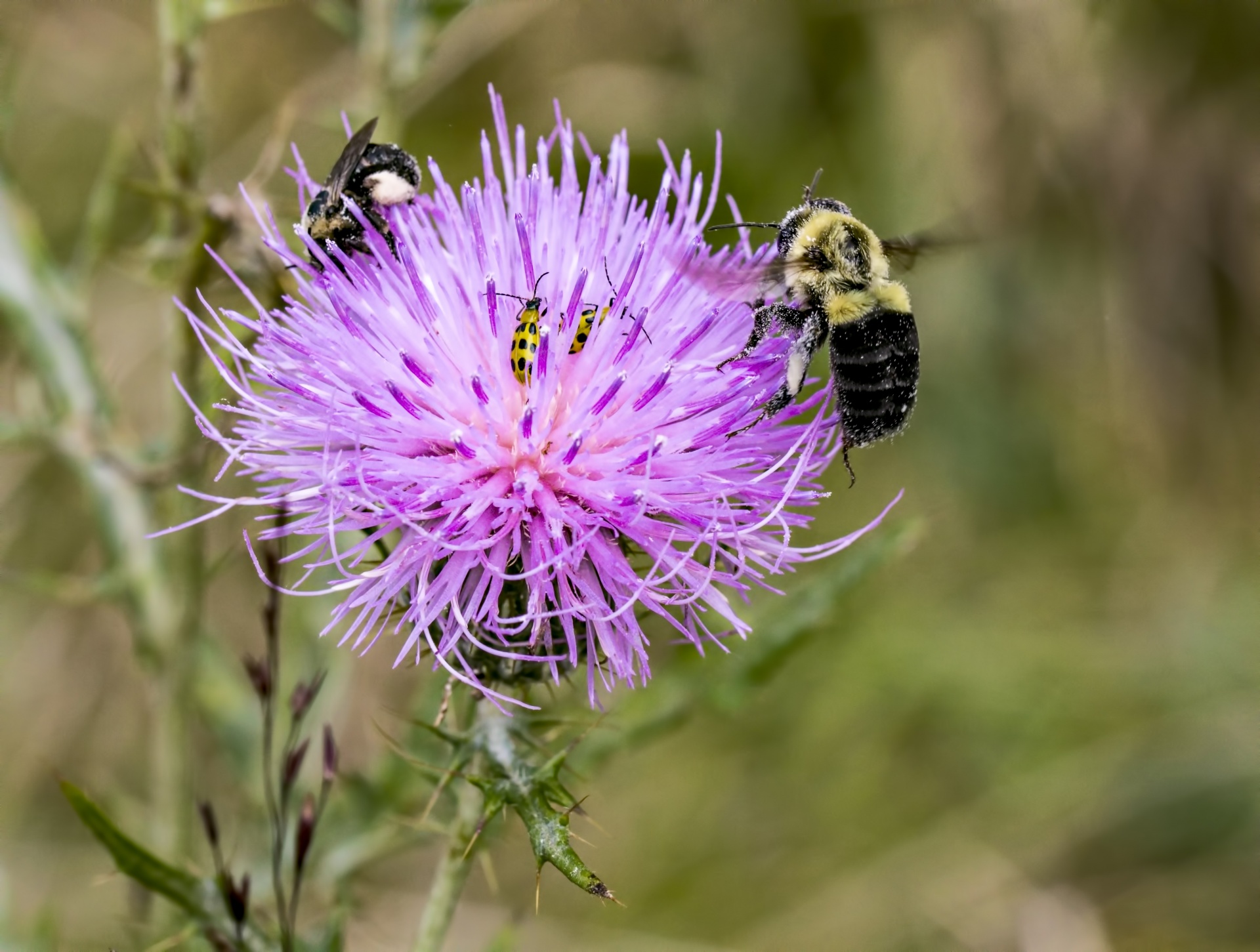 bee's thistle beetle's free photo