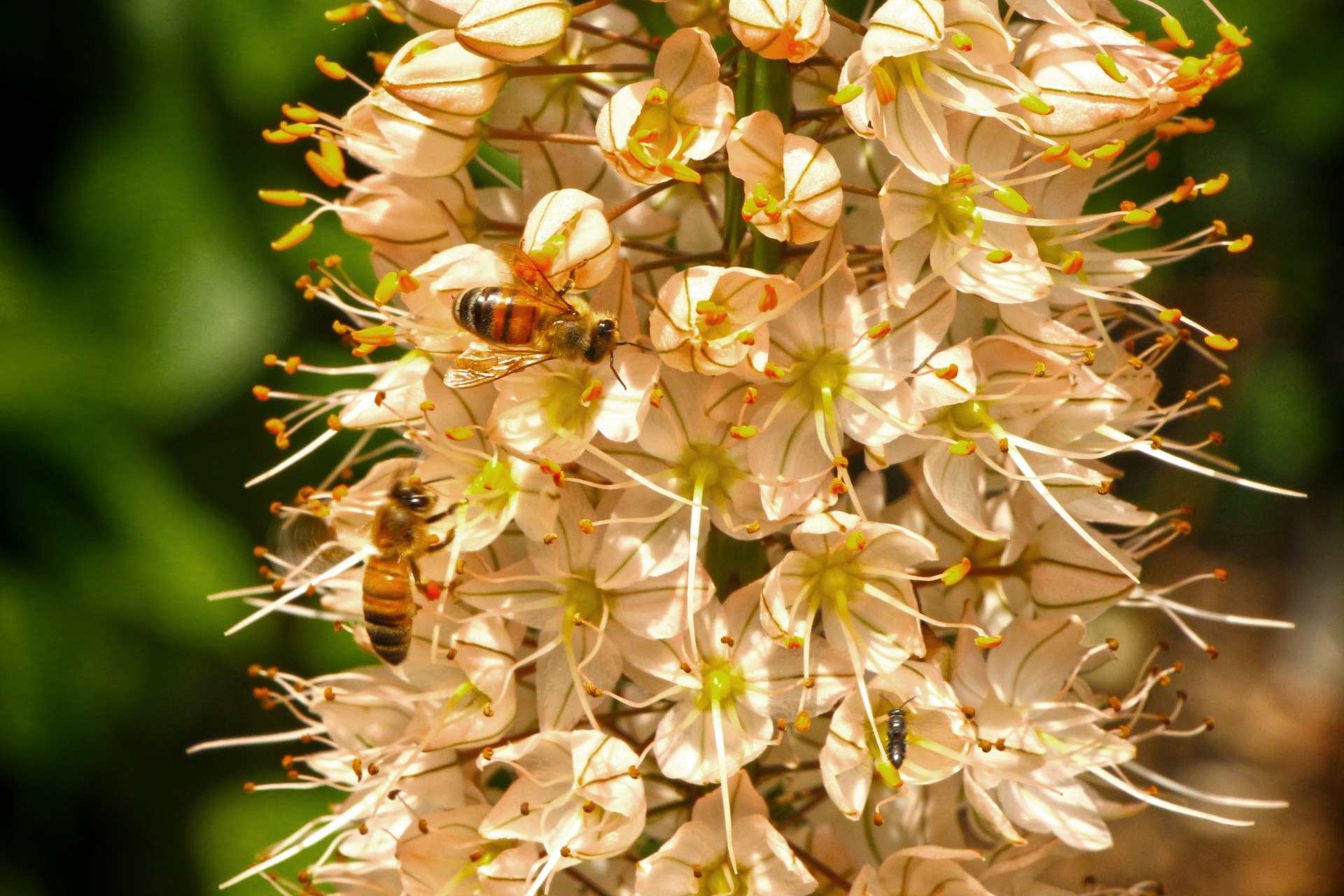 bees nectar pollen free photo