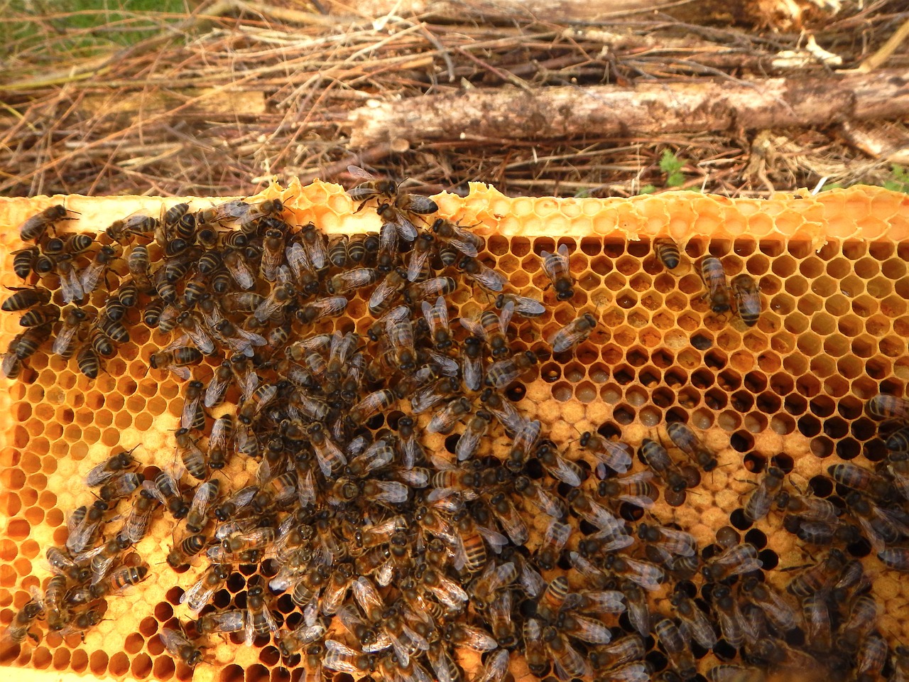bees window beekeeper breeding free photo