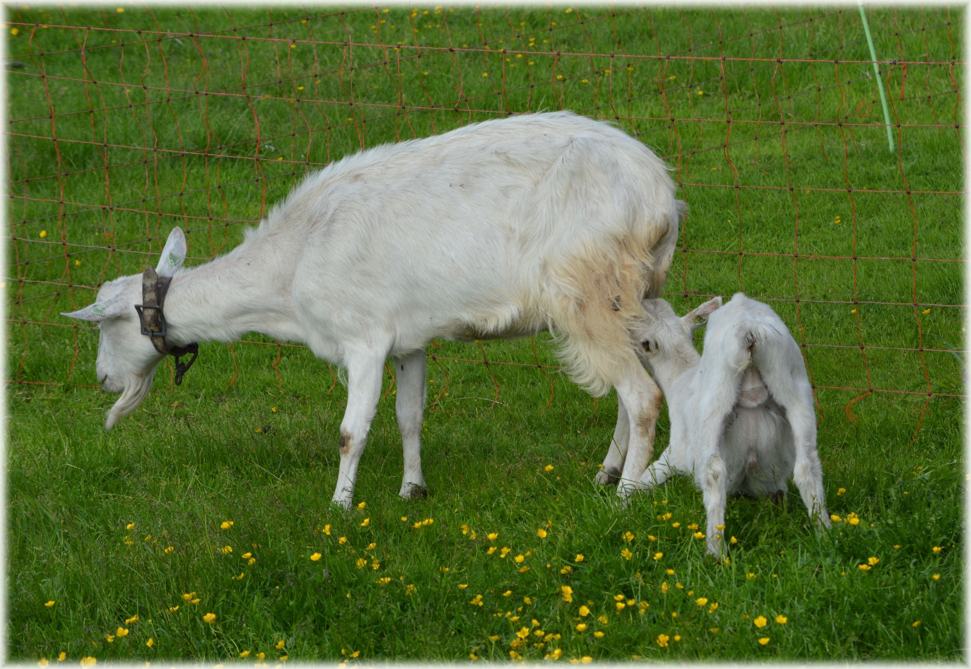 Goats,goat,baby goat,nursing,farm - free image from needpix.com